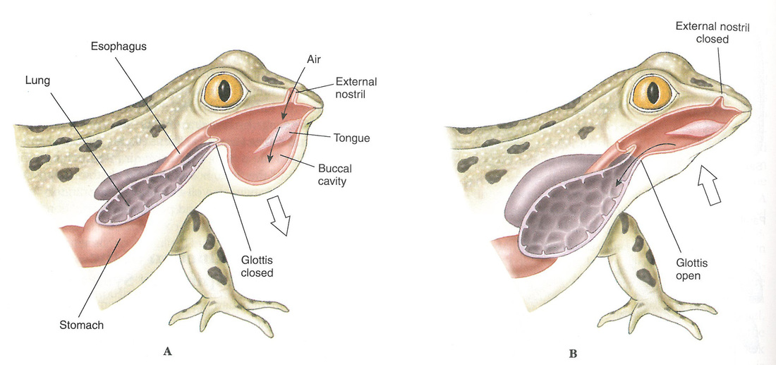 Frog and Human Anatomy Comparison - Ms. Pearrow's 7th ...
